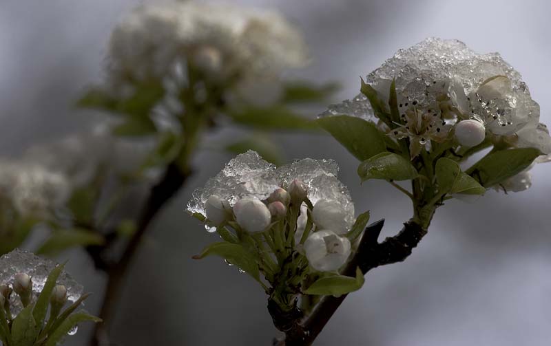 Blossom Snowcones