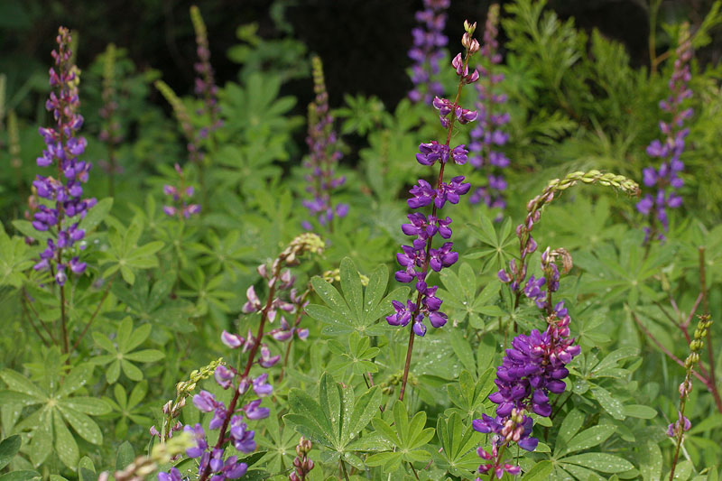 Lupine Bed