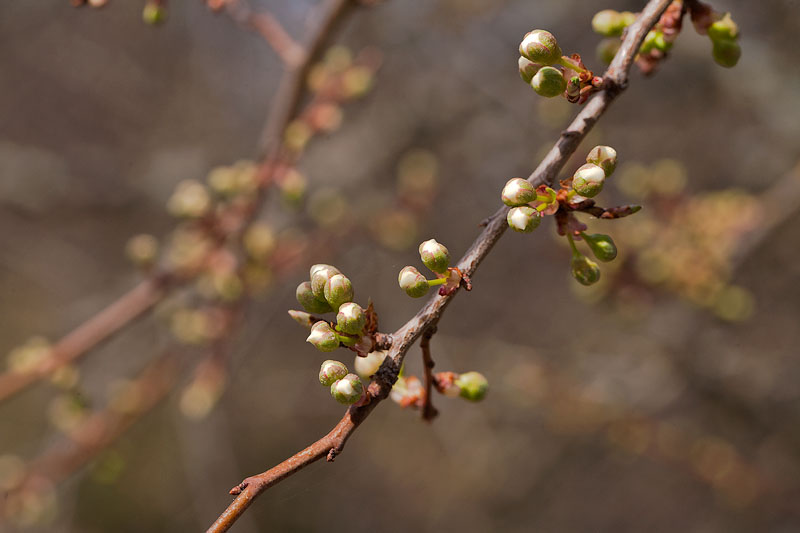 Early Buds