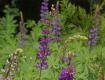 Lupine Bed