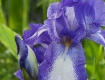 Iris Show: Purple Spotted