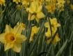 Our Daffodil Hill