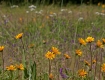 Layers of Wildflowers