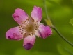 Pink Rose of California